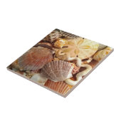 Strandzeeschelpen Zanddollar Tegeltje (Zijkant)