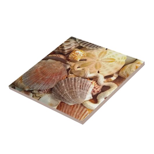 Strandzeeschelpen Zanddollar Tegeltje (Zijkant)