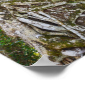 Strangler Fig, Big Cypress National Preserve, FL Poster (Hoek)