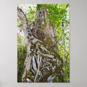 Strangler Fig, Big Cypress National Preserve, FL Poster (Voorkant)
