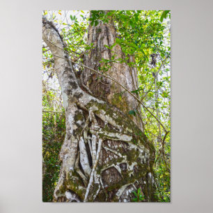 Strangler Fig, Big Cypress National Preserve, FL Poster