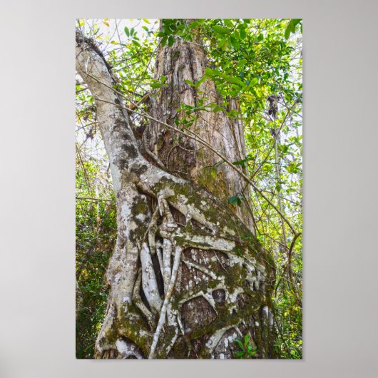 Strangler Fig, Big Cypress National Preserve, FL Poster (Voorkant)
