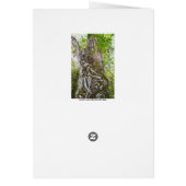 Strangler Fig, Big Cypress Swamp, Florida (Achterkant)