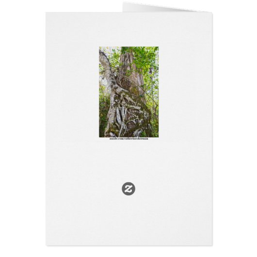 Strangler Fig, Big Cypress Swamp, Florida (Achterkant)