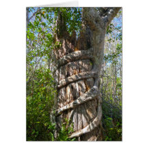 Strangler Fig, Big Cypress Swamp, Florida