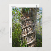 Strangler Fig, Big Cypress Swamp, Florida Briefkaart (Voorkant / Achterkant)