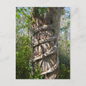 Strangler Fig, Big Cypress Swamp, Florida Briefkaart (Voorkant)