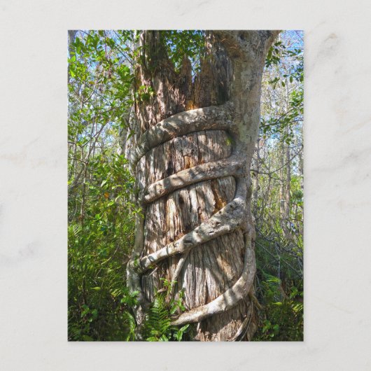Strangler Fig, Big Cypress Swamp, Florida Briefkaart (Voorkant)