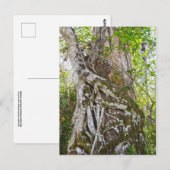 Strangler Fig, Big Cypress Swamp, Florida Briefkaart (Voorkant / Achterkant)