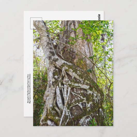 Strangler Fig, Big Cypress Swamp, Florida Briefkaart (Voorkant / Achterkant)