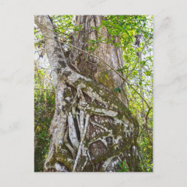 Strangler Fig, Big Cypress Swamp, Florida Briefkaart
