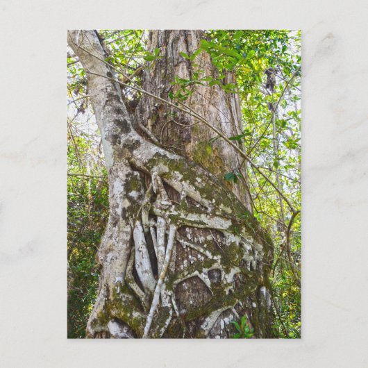 Strangler Fig, Big Cypress Swamp, Florida Briefkaart (Voorkant)