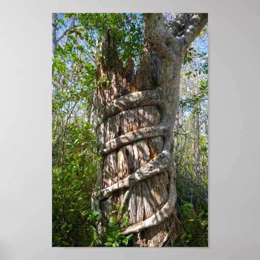 Strangler Fig, Big Cypress Swamp, Florida Poster (Voorkant)