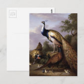 STRANOVER, Tobias vogels pauw dieren  Briefkaart (Voorkant / Achterkant)