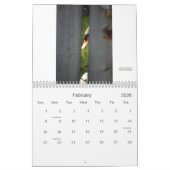 Stratford Swans Calendar Kalender (Feb 2026)
