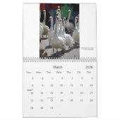 Stratford Swans Calendar Kalender (Mar 2026)