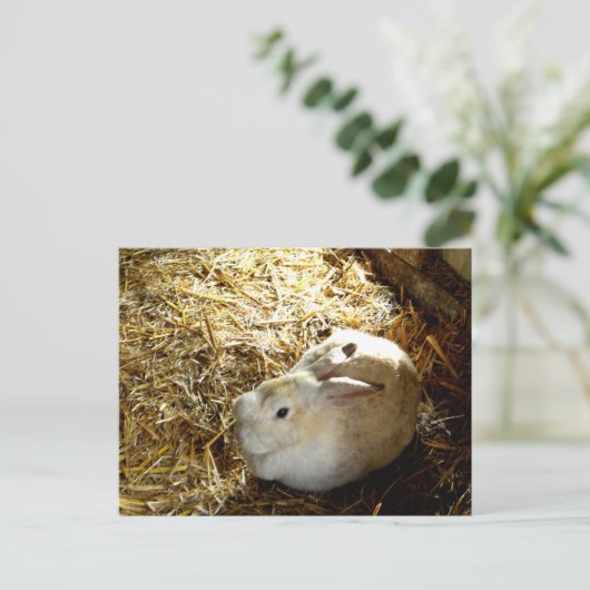 Straw Bunny Briefkaart (Staand voorkant)