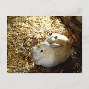 Straw Bunny Briefkaart