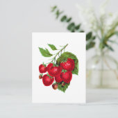 Strawberry Berries Fruit Botanical Postcard Briefkaart (Staand voorkant)