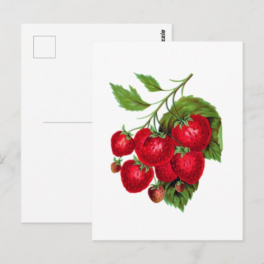 Strawberry Berries Fruit Botanical Postcard Briefkaart (Voorkant / Achterkant)