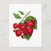 Strawberry Berries Fruit Botanical Postcard Briefkaart (Voorkant)