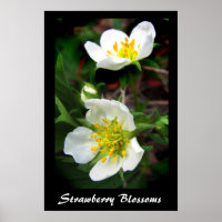 Strawberry Blossom