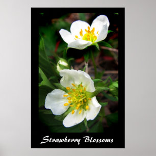 Strawberry Blossom Poster