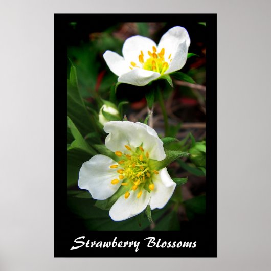Strawberry Blossom Poster (Voorkant)