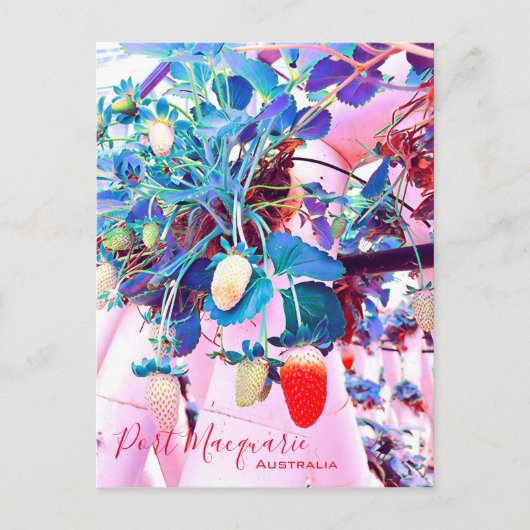Strawberry boerderij Port Macquarie Australië Briefkaart (Voorkant)
