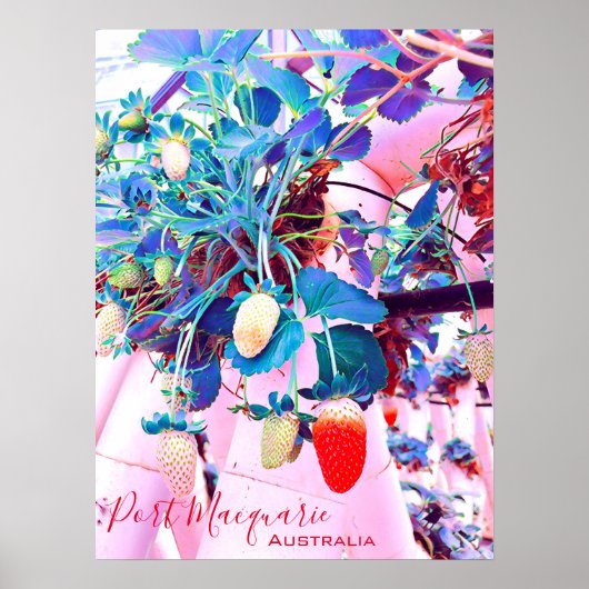 Strawberry boerderij Port Macquarie Australië Poster (Voorkant)