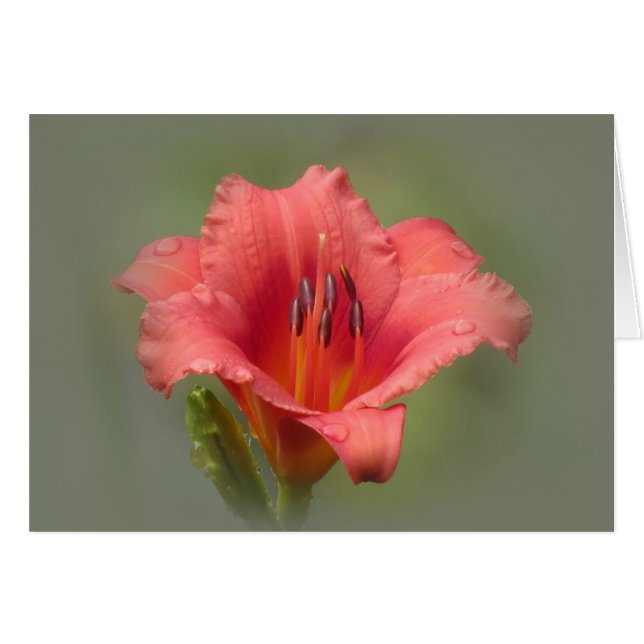Strawberry Dream - Daylily (Voorkant Horizontaal)