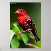Strawberry Finch  Poster (Voorkant)