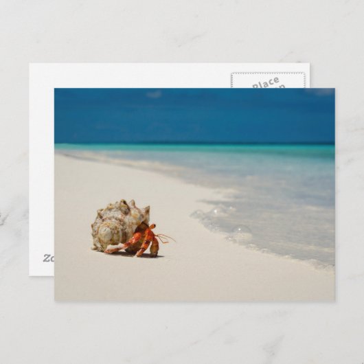 Strawberry Hermit Crab | Coenobita Perlatus Briefkaart (Voorkant / Achterkant)