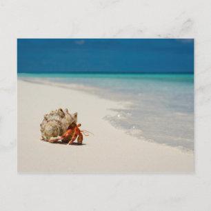 Strawberry Hermit Crab   Coenobita Perlatus Briefkaart