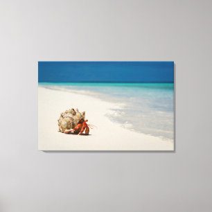 Strawberry Hermit Crab   Coenobita Perlatus Canvas Afdruk