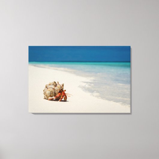 Strawberry Hermit Crab | Coenobita Perlatus Canvas Afdruk (Voorkant)