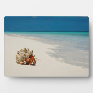 Strawberry Hermit Crab   Coenobita Perlatus Fotoplaat