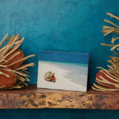 Strawberry Hermit Crab | Coenobita Perlatus Fotoplaat (Zijkant)