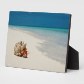 Strawberry Hermit Crab | Coenobita Perlatus Fotoplaat (Zijkant)