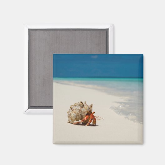 Strawberry Hermit Crab | Coenobita Perlatus Magneet (Voorkant / Achterkant)