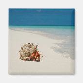 Strawberry Hermit Crab | Coenobita Perlatus Magneet (Voorkant)
