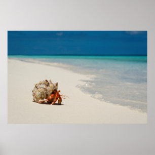 Strawberry Hermit Crab Coenobita Perlatus Poster