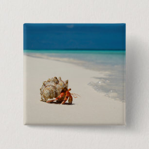 Strawberry Hermit Crab   Coenobita Perlatus Vierkante Button 5,1 Cm