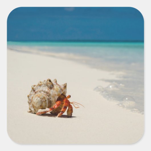 Strawberry Hermit Crab | Coenobita Perlatus Vierkante Sticker (Voorkant)