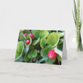 Strawberry-patchkaart Kaart (Voorkant)