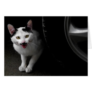 Stray Cat met Mustache