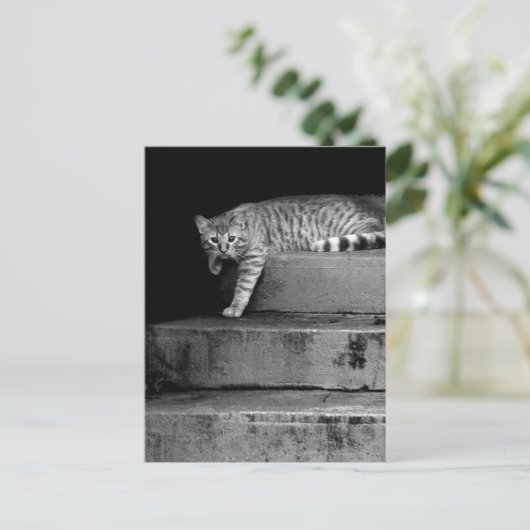 Stray Cat op Stairs Briefkaart (Staand voorkant)