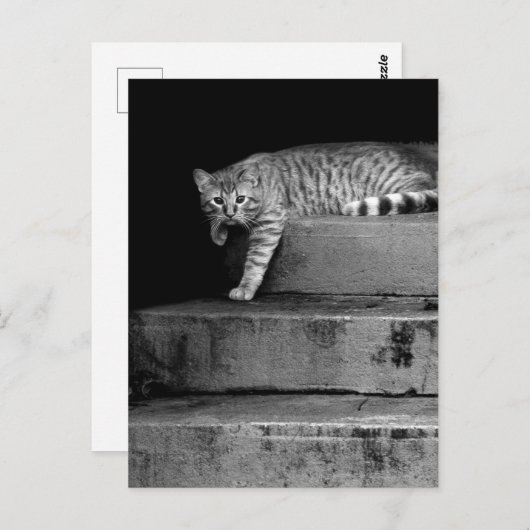 Stray Cat op Stairs Briefkaart (Voorkant / Achterkant)