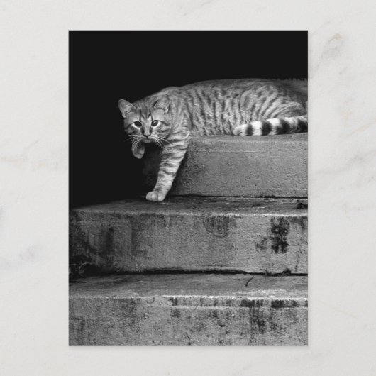 Stray Cat op Stairs Briefkaart (Voorkant)