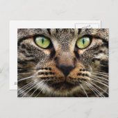 Stray Cat Stare Briefkaart (Voorkant / Achterkant)